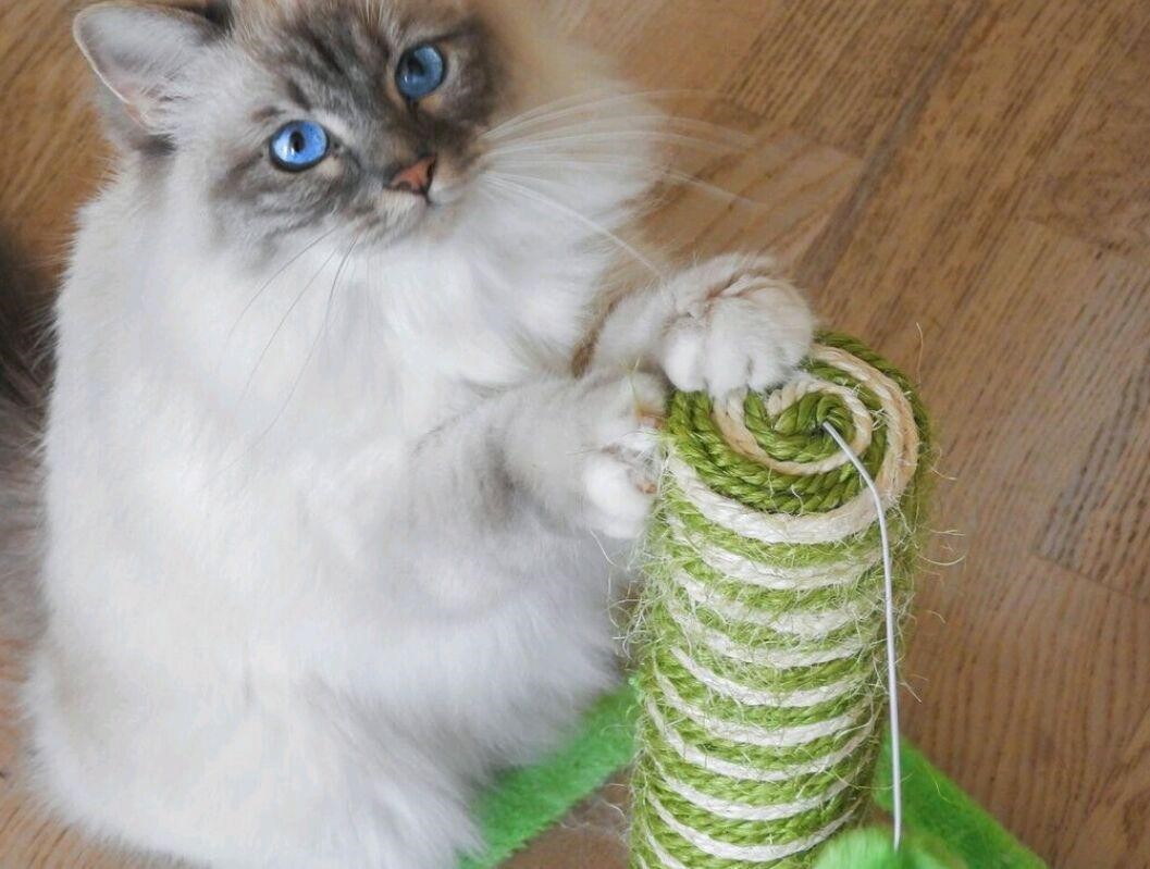 Mi Gato Hace Caca Al Lado Del Arenero